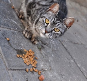 community cat eats