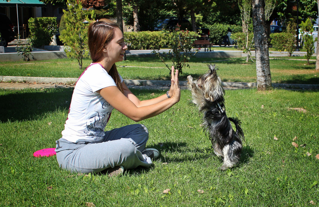 DogTricks - Hi 5 www