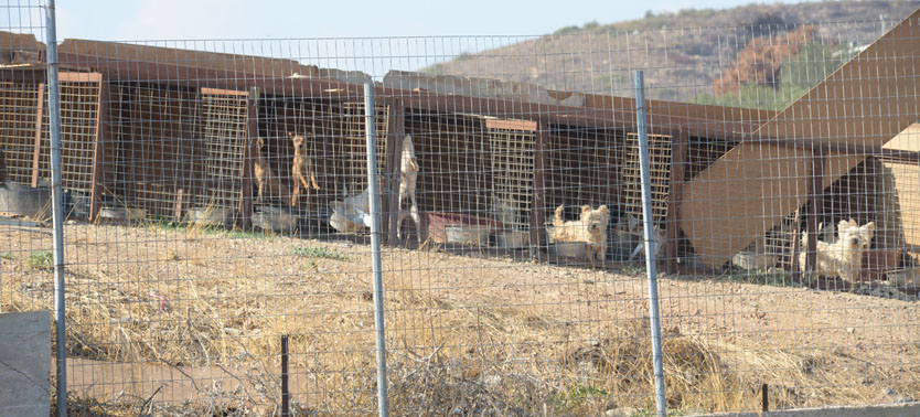 Σε τέτοιες συνθήκες μεγαλώνουν τα κουτάβια πριν μπουν στη γυάλα του Pet Shop.