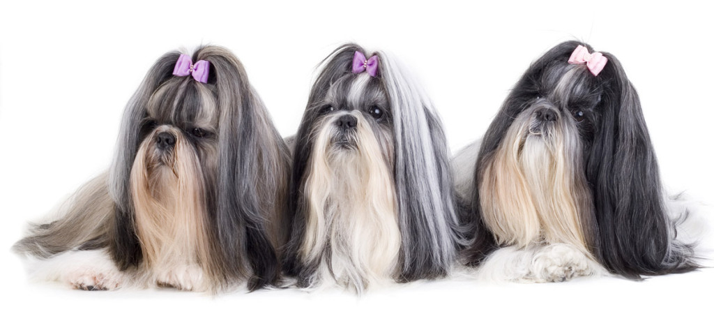 shutterstock_14408887 www