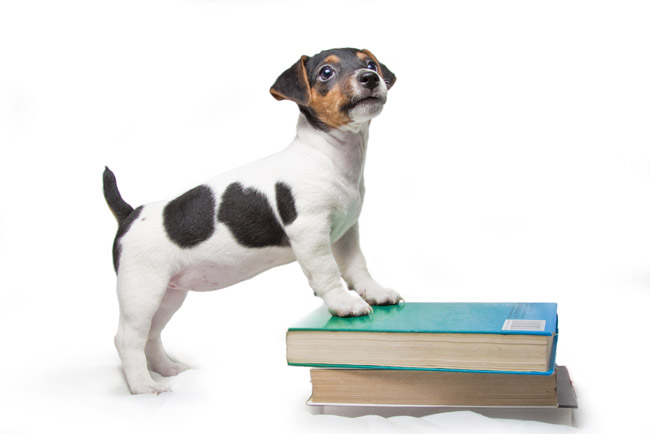 Photo courtesy of Shutterstock