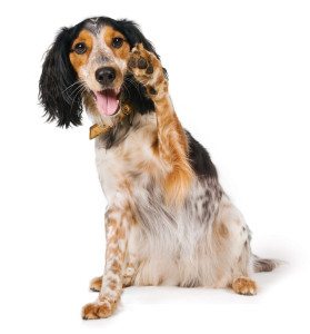 shutterstock_34853326 www