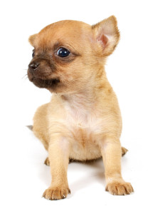 shutterstock_72203101 www