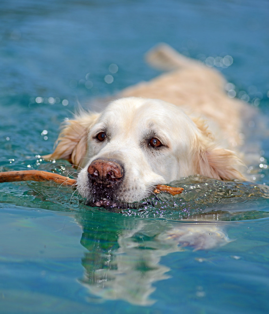 σκύλος και κολύμπι Σκύλος 