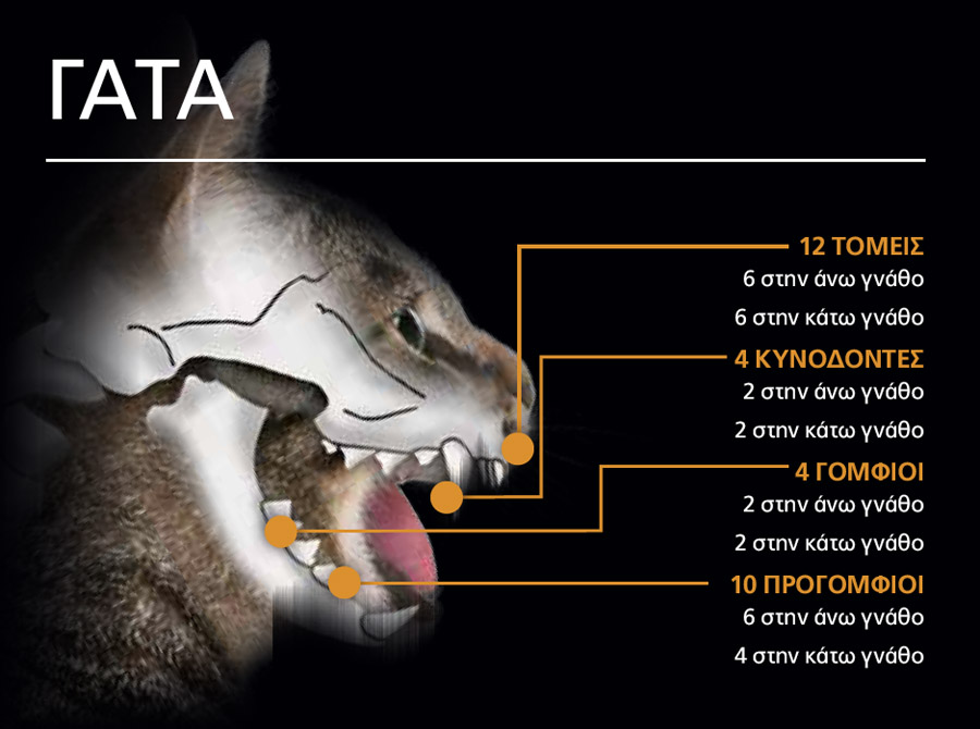 Cat teeth