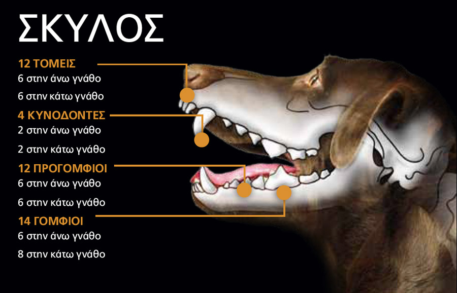 Dog teeth