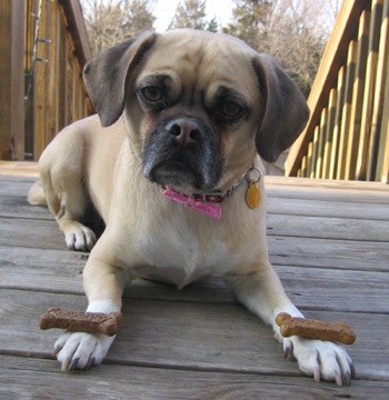 PuggleRoxyValentinePugBeagle
