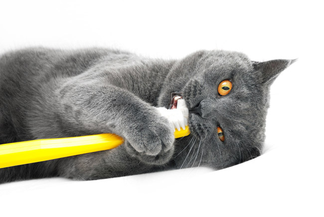 cat brush www
