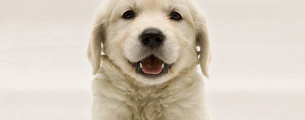 puppyteeth