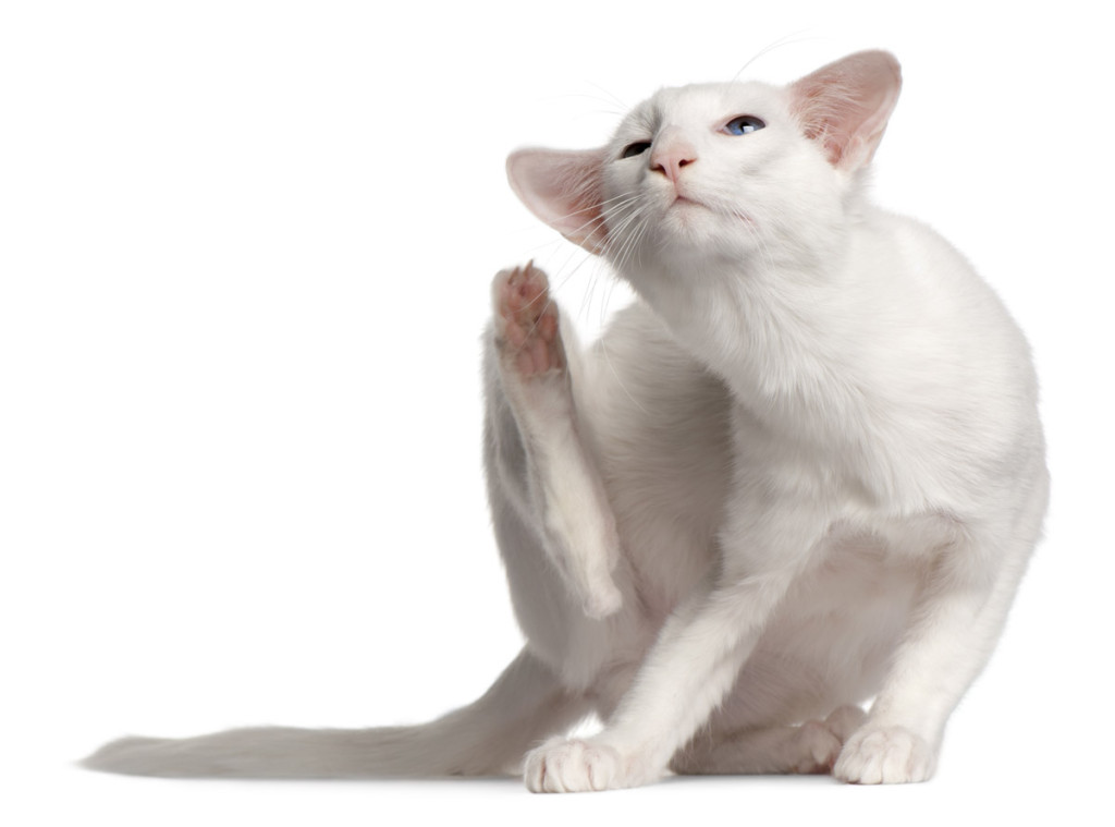shutterstock_85848871 www