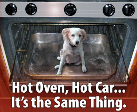 Σκύλος θερμοπληξία ζέστη Γάτα αυτοκίνητο 