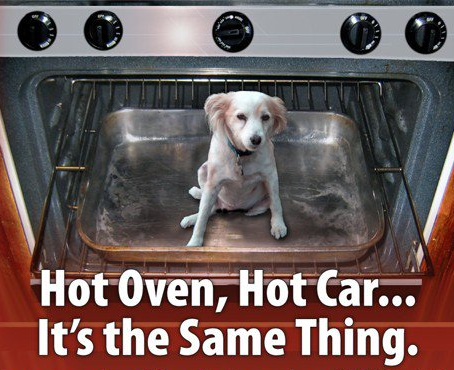 hotdog2