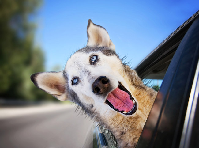Photo courtesy of Shutterstock