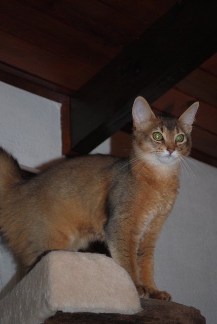 lisha 010