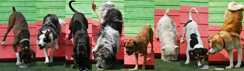 Τα σκυλίσια μέλη των Agility Addicts