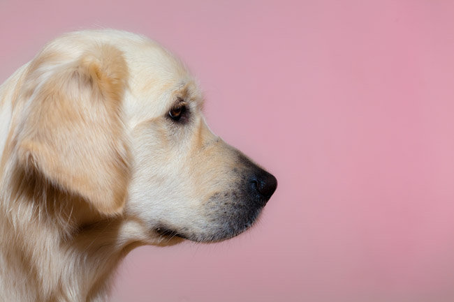 shutterstock_66744637 www