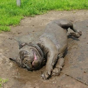 filthydog