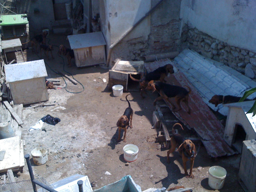 Αρχείο Stray.gr