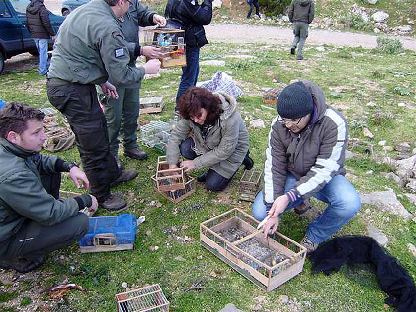 (ΑΡΧΕΙΟ ΑΝΙΜΑ | www.wild-anima.gr)