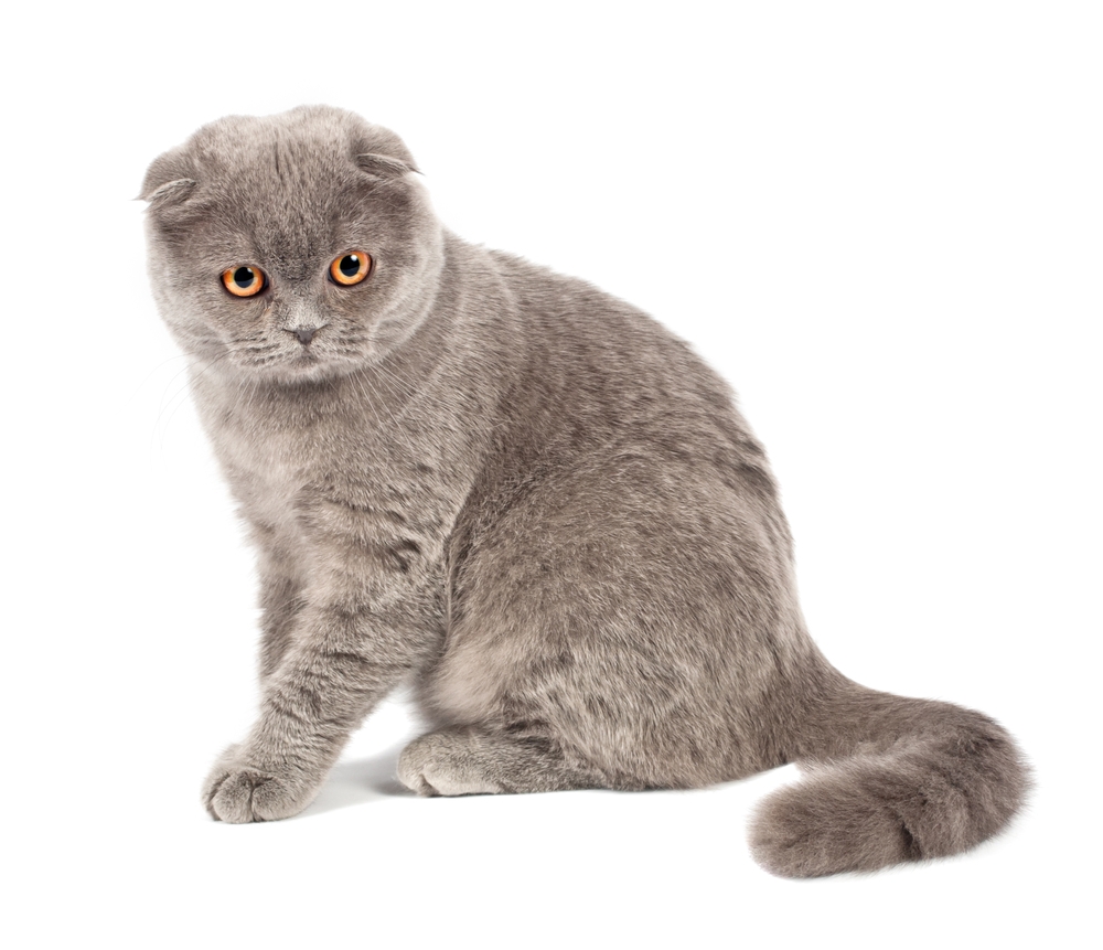 Scottish-Fold
