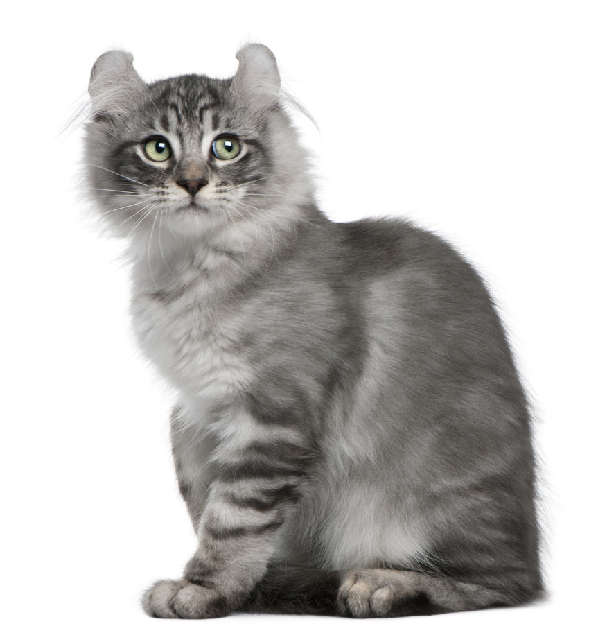 shutterstock_61470238 www