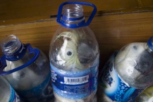 In this photograph taken on May 4, 2015 shows rare Indonesian yellow-crested cockatoos placed inside water bottles confiscated from alleged wildlife smuggler. A 37 year old man was arrested after he alighted a passenger ship in Tanjung Perak port in Surabaya, in eastern Java island. Police found 21 yellow-crested cockatoos and one green parrot. AFP PHOTOSTR/AFP/Getty Images