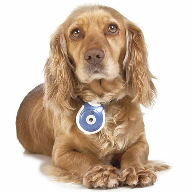 Η κάμερα της φωτογραφίας λέγεται Pet's Eye View camera, είναι σχεδιασμένη ειδικά για τετράποδους & κοστίζει 55 δολάρια.