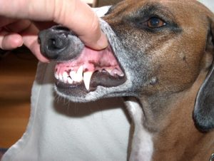 δόντια σκύλου βούρτσισμα 