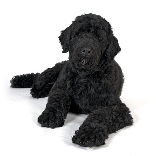 sw Portuguese-Water-Dog