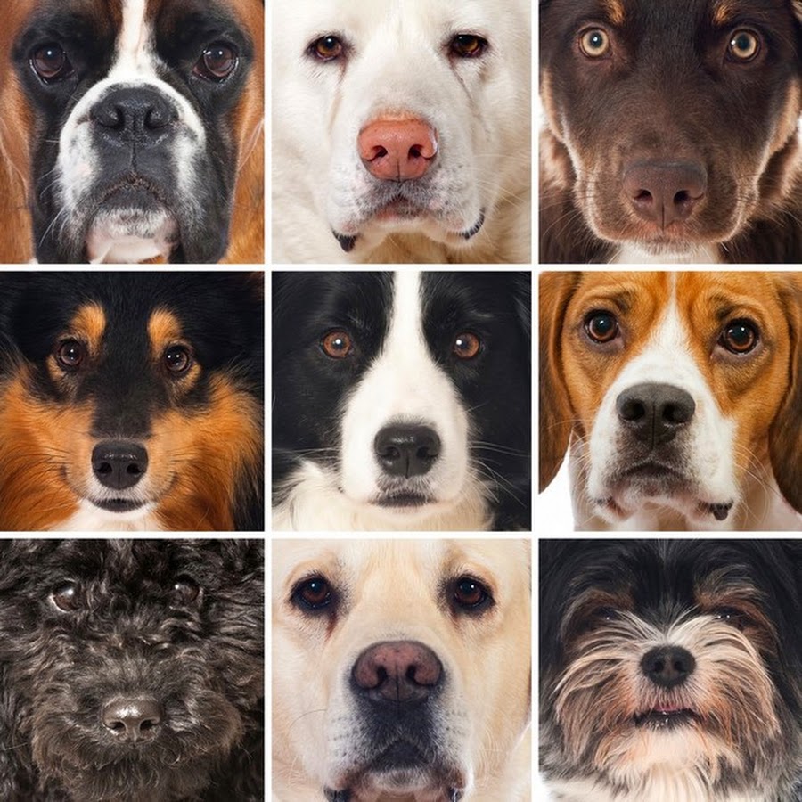 swiifer dog breeds