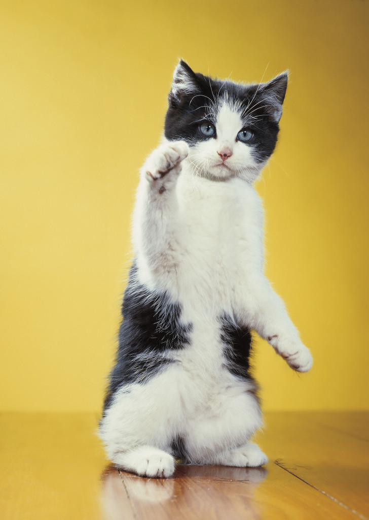 Photograph from Walter Chandoha: The Cat Photographer (Aperture, 2015)