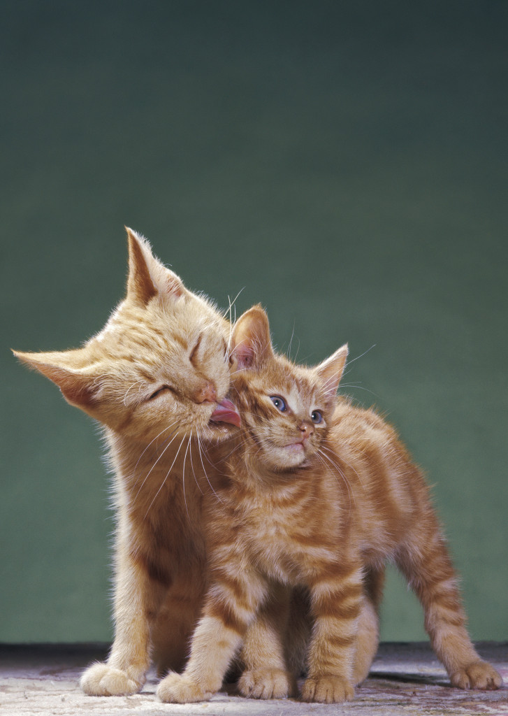 Photograph from Walter Chandoha: The Cat Photographer (Aperture, 2015)