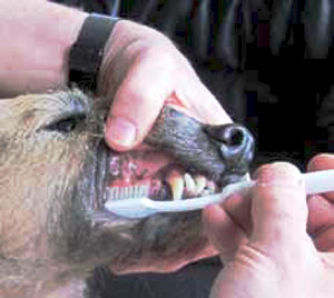 Pedigree bourtsisma dontiwn 2