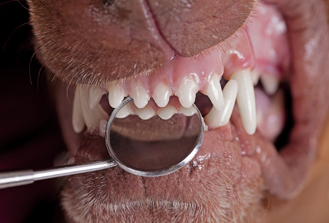teeth